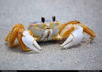 Photo by LoneStarMike | Fernandina Beach  crab